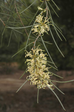 APII jpeg image of Hakea vittata  © contact APII