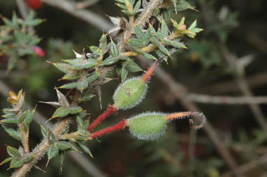 APII jpeg image of Grevillea asteriscosa  © contact APII