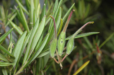 APII jpeg image of Grevillea lanigera  © contact APII