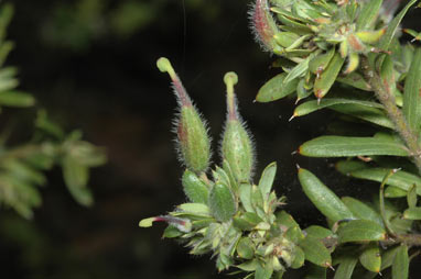 APII jpeg image of Grevillea jephcottii  © contact APII