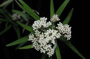 APII jpeg image of Ozothamnus argophyllus  © contact APII