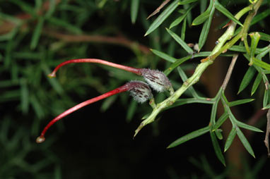 APII jpeg image of Grevillea rivularis  © contact APII