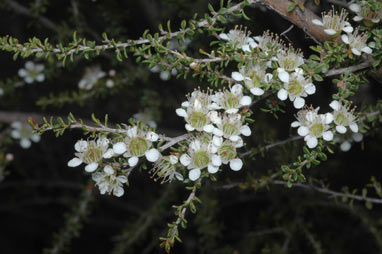 APII jpeg image of Leptospermum minutifolium  © contact APII