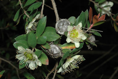 APII jpeg image of Leptospermum macrocarpum  © contact APII