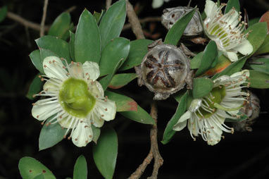 APII jpeg image of Leptospermum macrocarpum  © contact APII