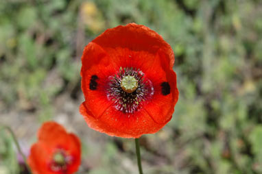 APII jpeg image of Papaver dubium  © contact APII