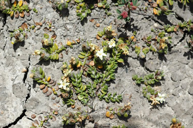 APII jpeg image of Wilsonia rotundifolia  © contact APII