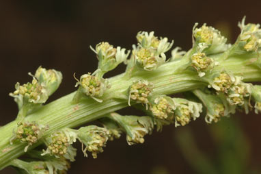 APII jpeg image of Reseda luteola  © contact APII