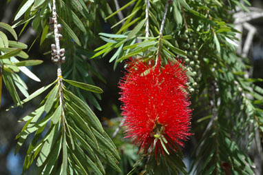 APII jpeg image of Callistemon viminalis  © contact APII