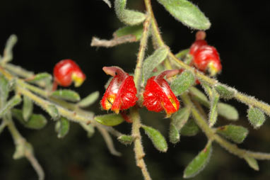 APII jpeg image of Grevillea alpina  © contact APII