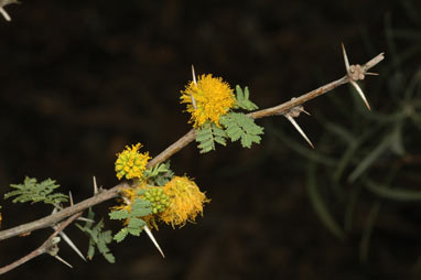 APII jpeg image of Vachellia caven var. caven  © contact APII