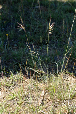 APII jpeg image of Rytidosperma erianthum  © contact APII
