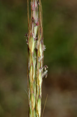 APII jpeg image of Bothriochloa macra  © contact APII