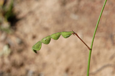 APII jpeg image of Desmodium varians  © contact APII