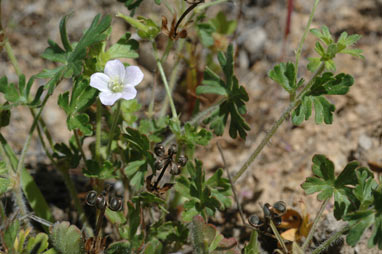 APII jpeg image of Geranium solanderi var. solanderi  © contact APII