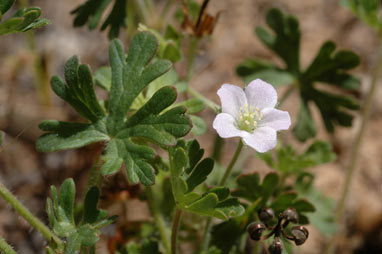 APII jpeg image of Geranium solanderi var. solanderi  © contact APII