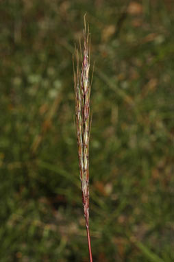 APII jpeg image of Bothriochloa macra  © contact APII