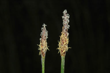 APII jpeg image of Eleocharis acuta  © contact APII