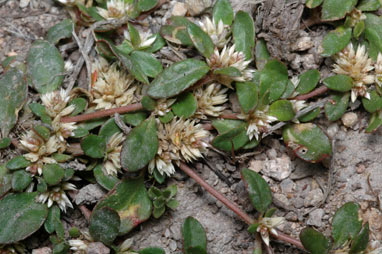 APII jpeg image of Alternanthera sp. A  © contact APII