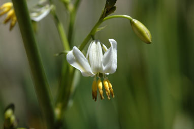 APII jpeg image of Dianella longifolia 'Blue Sword'  © contact APII