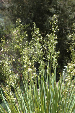 APII jpeg image of Dianella longifolia 'Blue Sword'  © contact APII