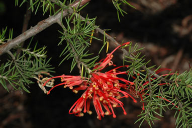 APII jpeg image of Grevillea juniperina subsp. fortis  © contact APII