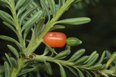 APII jpeg image of Podocarpus lawrencei  © contact APII