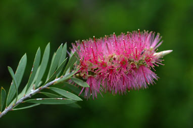 APII jpeg image of Callistemon 'Southern Cross'  © contact APII