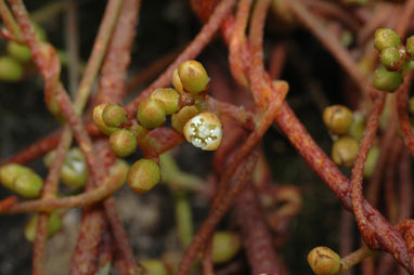 APII jpeg image of Cassytha pubescens  © contact APII