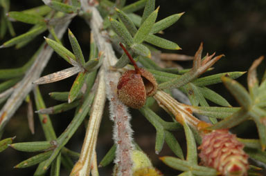 APII jpeg image of Grevillea neorigida subsp. neorigida  © contact APII