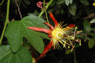 Passiflora cinnabarina