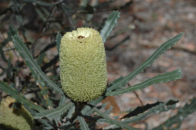 APII jpeg image of Banksia pilostylis  © contact APII