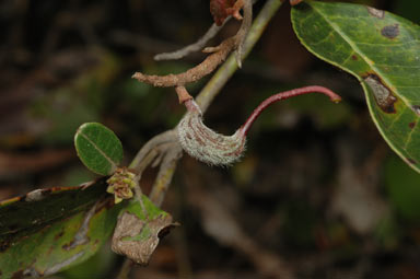 APII jpeg image of Grevillea laurifolia  © contact APII