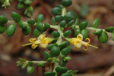 APII jpeg image of Persoonia microphylla  © contact APII