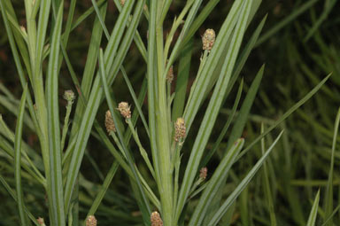 APII jpeg image of Podocarpus drouynianus  © contact APII