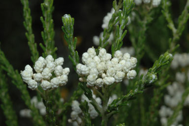 APII jpeg image of Ozothamnus tuckeri  © contact APII