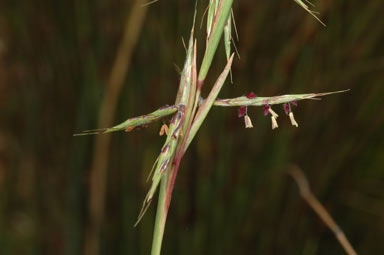 APII jpeg image of Cymbopogon refractus  © contact APII