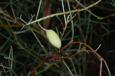 APII jpeg image of Grevillea intricata  © contact APII