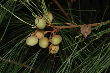 APII jpeg image of Grevillea johnsonii  © contact APII