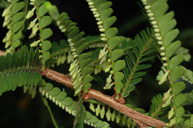 APII jpeg image of Phyllanthus sp. (Pascoe River)  © contact APII