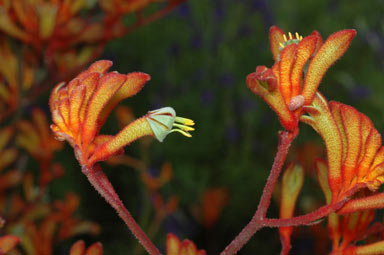 APII jpeg image of Anigozanthos 'Gold Fever'  © contact APII