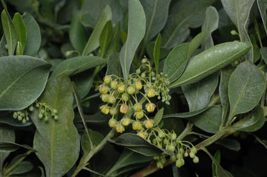 APII jpeg image of Dodonaea rhombifolia  © contact APII