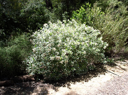 APII jpeg image of Olearia elliptica subsp. elliptica  © contact APII