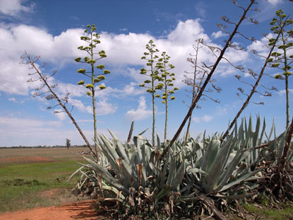 APII jpeg image of Agave americana  © contact APII