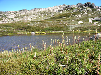 APII jpeg image of Richea continentis  © contact APII
