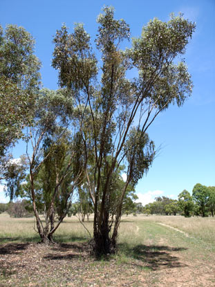 APII jpeg image of Eucalyptus behriana  © contact APII