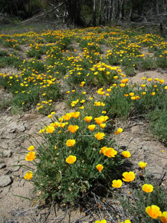 APII jpeg image of Eschscholzia californica  © contact APII