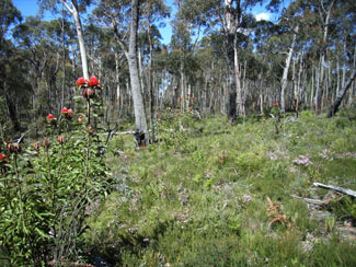 APII jpeg image of Telopea speciosissima  © contact APII