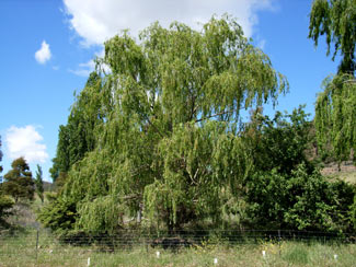 APII jpeg image of Salix x pendulina  © contact APII