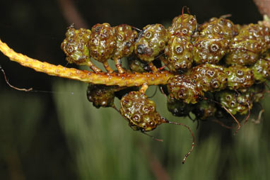 APII jpeg image of Grevillea petrophiloides subsp. petrophiloides  © contact APII